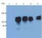 Inositol Polyphosphate-5-Phosphatase D antibody, AM03031PU-N, Origene, Western Blot image 