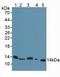 Beta-2-Microglobulin antibody, LS-C300309, Lifespan Biosciences, Western Blot image 