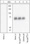 Microtubule Associated Protein Tau antibody, GTX24858, GeneTex, Western Blot image 