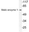 Malate dehydrogenase antibody, LS-C177861, Lifespan Biosciences, Western Blot image 