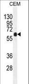 Docking Protein 3 antibody, LS-C167501, Lifespan Biosciences, Western Blot image 