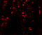 SUZ12 Polycomb Repressive Complex 2 Subunit antibody, 7701, ProSci, Immunofluorescence image 