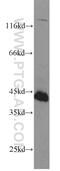 FAS antibody, 13098-1-AP, Proteintech Group, Western Blot image 