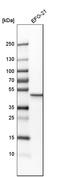 Guanine Deaminase antibody, HPA019352, Atlas Antibodies, Western Blot image 