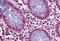 QIP1 antibody, MBS243751, MyBioSource, Immunohistochemistry paraffin image 
