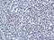 Arginine And Serine Rich Protein 1 antibody, PA5-31656, Invitrogen Antibodies, Immunohistochemistry frozen image 