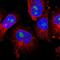 TNF Alpha Induced Protein 1 antibody, NBP1-88930, Novus Biologicals, Immunocytochemistry image 