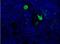 Complement component C3a antibody, NBP1-05122, Novus Biologicals, Immunocytochemistry image 