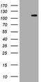 Hemogen antibody, LS-C789033, Lifespan Biosciences, Western Blot image 