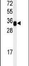 Microfibril Associated Protein 4 antibody, PA5-24865, Invitrogen Antibodies, Western Blot image 