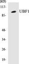 Upstream Binding Transcription Factor antibody, EKC1586, Boster Biological Technology, Western Blot image 