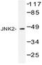 Mitogen-Activated Protein Kinase 9 antibody, AP20523PU-N, Origene, Western Blot image 