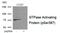 RASA1 antibody, PA5-37714, Invitrogen Antibodies, Western Blot image 