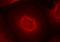 NMDAR2B antibody, AP09501PU-S, Origene, Immunofluorescence image 