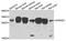 DIRAS Family GTPase 3 antibody, orb373876, Biorbyt, Western Blot image 