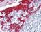 Keratin 13 antibody, NBP1-06047, Novus Biologicals, Immunohistochemistry frozen image 