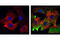 Ezrin antibody, 3149S, Cell Signaling Technology, Immunofluorescence image 