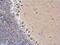 Dynein Cytoplasmic 1 Intermediate Chain 2 antibody, NBP1-31703, Novus Biologicals, Immunohistochemistry paraffin image 