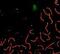 Delta Like Non-Canonical Notch Ligand 1 antibody, PA1-31223, Invitrogen Antibodies, Immunofluorescence image 