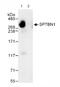 Spectrin Beta, Non-Erythrocytic 1 antibody, ab72239, Abcam, Immunoprecipitation image 