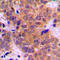 STAT3 antibody, LS-C352903, Lifespan Biosciences, Immunohistochemistry frozen image 