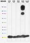 Cytochrome C Oxidase Subunit 4I1 antibody, 459120, Invitrogen Antibodies, Western Blot image 