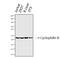 Peptidylprolyl Isomerase B antibody, GTX34135, GeneTex, Western Blot image 