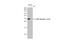 Cyclin Dependent Kinase 2 antibody, GTX636948, GeneTex, Western Blot image 