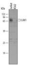 Lymphocyte Transmembrane Adaptor 1 antibody, AF4706, R&D Systems, Western Blot image 