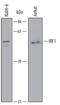 Interferon Regulatory Factor 1 antibody, AF4830, R&D Systems, Western Blot image 