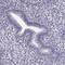 H1 Histone Family Member O Oocyte Specific antibody, HPA037992, Atlas Antibodies, Immunohistochemistry paraffin image 