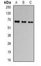 Geminin DNA Replication Inhibitor antibody, orb340889, Biorbyt, Western Blot image 