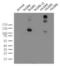 Leucine Rich Repeat Containing G Protein-Coupled Receptor 5 antibody, LS-C796970, Lifespan Biosciences, Western Blot image 