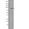 Ribosomal Protein S6 Kinase A1 antibody, abx218376, Abbexa, Western Blot image 