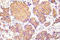 CFL1 antibody, LS-C178129, Lifespan Biosciences, Immunohistochemistry frozen image 