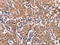ES Cell Expressed Ras antibody, CSB-PA599022, Cusabio, Immunohistochemistry paraffin image 