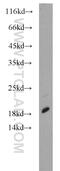 Signal Recognition Particle 19 antibody, 16033-1-AP, Proteintech Group, Western Blot image 