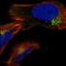 Cyclin-G-associated kinase antibody, HPA027463, Atlas Antibodies, Immunofluorescence image 