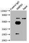 Sphingomyelin Phosphodiesterase 3 antibody, LS-C398640, Lifespan Biosciences, Immunoprecipitation image 