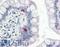 Coatomer Protein Complex Subunit Alpha antibody, LS-B2566, Lifespan Biosciences, Immunohistochemistry frozen image 