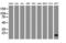 FXYD Domain Containing Ion Transport Regulator 3 antibody, LS-C787142, Lifespan Biosciences, Western Blot image 