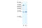 SRY-Box 12 antibody, 27-832, ProSci, Western Blot image 