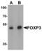 FOXP3 antibody, LS-C201032, Lifespan Biosciences, Western Blot image 