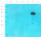 TAL BHLH Transcription Factor 1, Erythroid Differentiation Factor antibody, orb389345, Biorbyt, Western Blot image 