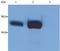 Lymphocyte Cytosolic Protein 2 antibody, MA1-19369, Invitrogen Antibodies, Western Blot image 