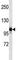 NLR Family Pyrin Domain Containing 12 antibody, F43436-0.4ML, NSJ Bioreagents, Western Blot image 