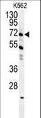 GAS2-like protein 1 antibody, LS-C166377, Lifespan Biosciences, Western Blot image 
