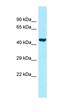 Prokineticin Receptor 2 antibody, orb331260, Biorbyt, Western Blot image 