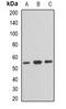 Trafficking From ER To Golgi Regulator antibody, LS-C482879, Lifespan Biosciences, Western Blot image 