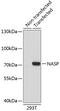 Nuclear Autoantigenic Sperm Protein antibody, 19-233, ProSci, Western Blot image 